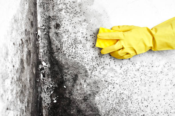 Best Black Mold Removal  in Lakefield, MN