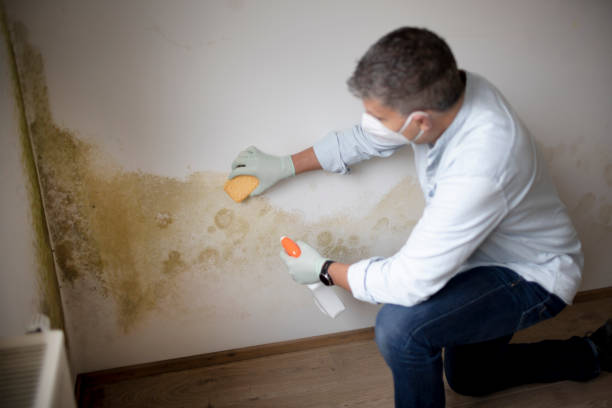 Best Comprehensive Air Testing for Mold Contaminants  in Lakefield, MN